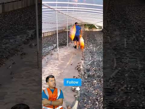 ฟาร์มเลี้ยงกบfrogfarming