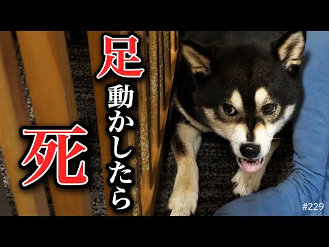 足を動かしたらブチ切れる柴犬