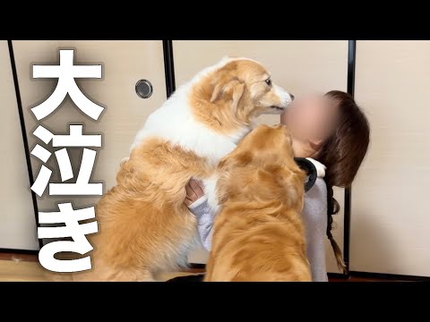 久しぶりにママと再会した瞬間、寂しくて大泣きしちゃった犬...【ボーダーコリー・ゴールデンレトリバー】