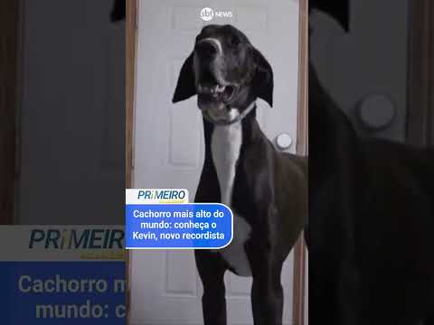 Cachorro mais alto do mundo é reconhecido nos EUA