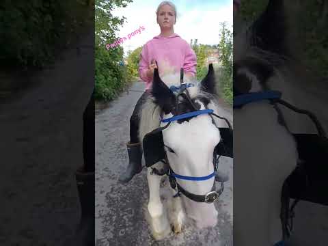 @horseloverpaddy's pony's