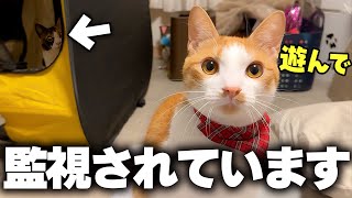 動画サムネイル