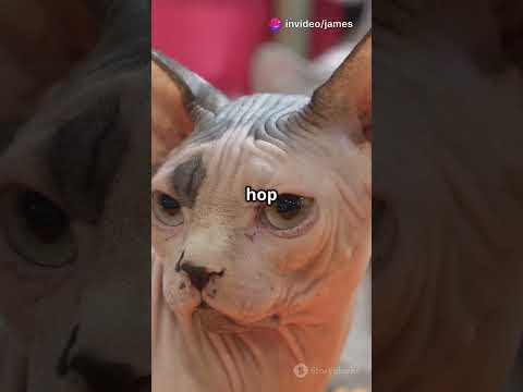 Fun Facts about cats🐱#fypシ゚viral #shorts #adoreble #cat #usa #cute #subscribe #millionviews