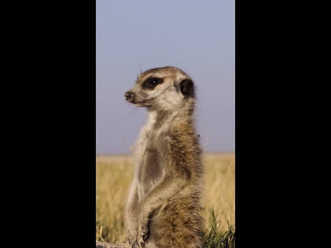 OMG! Where’s my phone? – Meerkat | Samsung