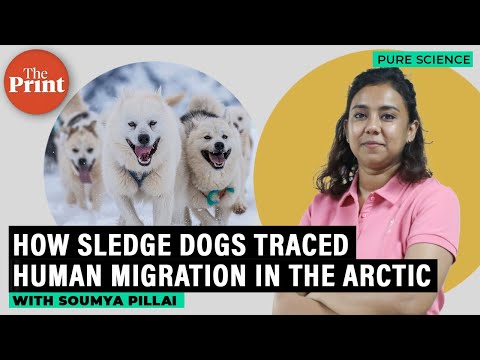 Sledge dog DNA analysis reveals hidden human history of Greenland