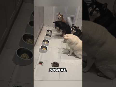 Not just her dogs, even her turtle understands mealtime rules ❤ サムネイル