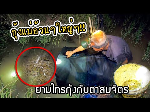 ยามกุ้งกับตาสมจิตร!!-กุ้งฝอยแม ยามกุ้งกับตาสมจิตร!!-กุ้งฝอยแม