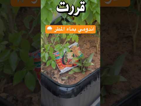 اندومي بماء المطر☔️😂| دحوم جربة بدون مايدري