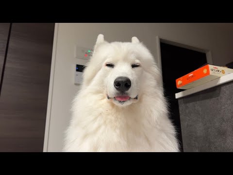 嫁ちゃんが実家に帰ってしまった柴犬あいちゃんの癒やし日常 サムネイル