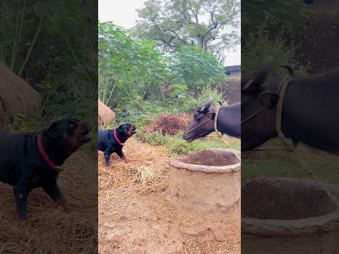 Rottweiler Attacks Buffalo 😱|Animal fight| #Rottweiler #AnimalFight #RottweilerAttack #DogVsBuffalo