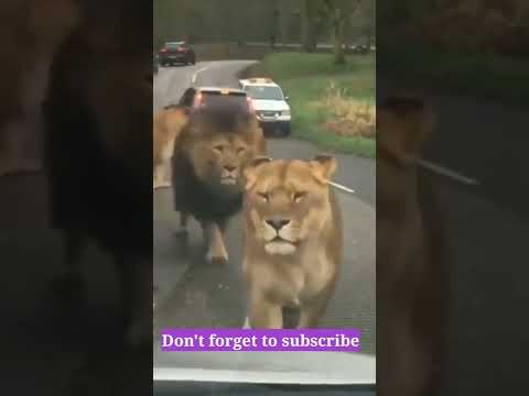 wild Animal #wild #Animals #shorts