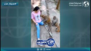 قرد يضرب فتاة لسبب غريب