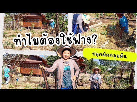 ทำไม!ต้องใช้ฟางในการปลูกผักม