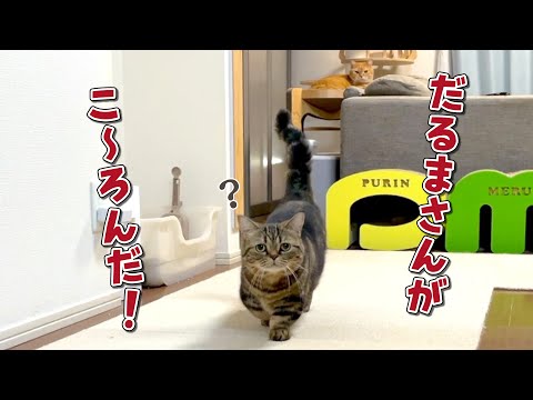 寂しがりやの猫と「だるまさんが転んだ」したら可愛すぎました！