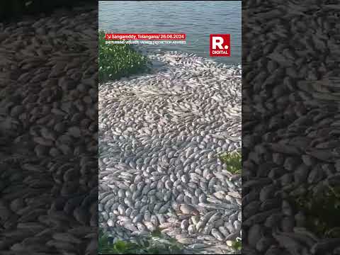 Chemical Pollution Suspected as Thousands of Dead Fish Found in Telangana's Chitkul Lake