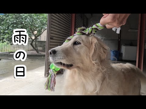 雨の日はだいたいこんな感じで過ごす大型犬・・・。 #メイちゃんねる