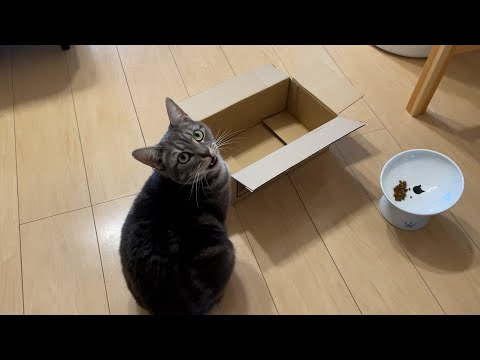 猫がいる