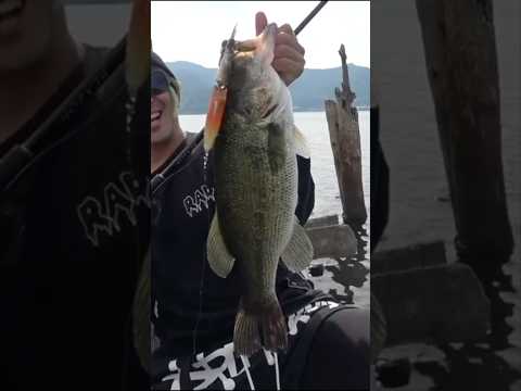 【ビビった笑】こんなデカい魚釣れるとは思わんしっっ! #バス釣り #釣り #fishing