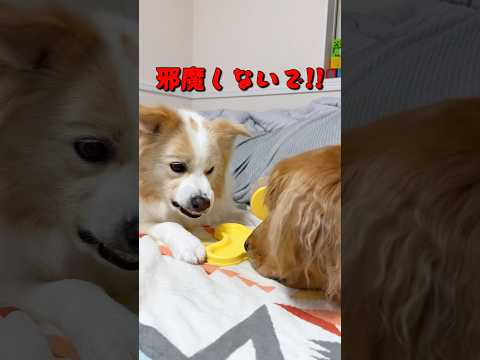 温厚な犬が怖い顔でキレる瞬間がこちらです...【ボーダーコリー•ゴールデンレトリバー】#shorts