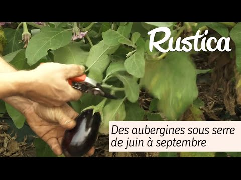 Cristal, une aubergine adaptée à la culture sous abri