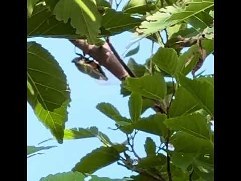 クマゼミ発見、爆音！