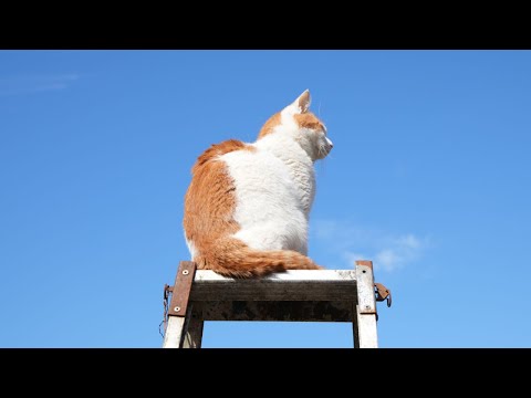 猫の動画サムネイル - 脚立のちろ　250701