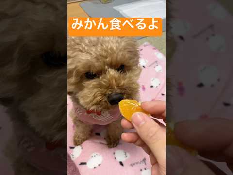 【トイプードル】みかんﾓｸﾞﾓｸﾞ【おやつ】#トイプードル #トイプー #toypoodle #プードル #犬のいる生活 #犬のいる暮らし #癒し