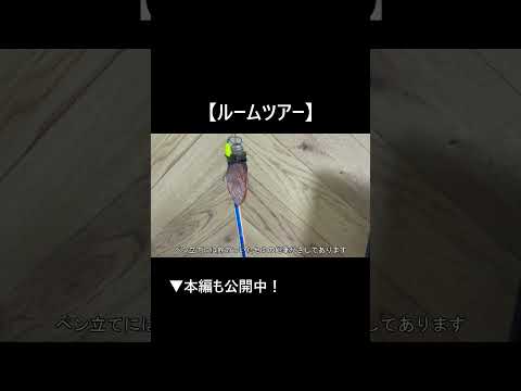 部屋にあるものたちを紹介!#ルームツアー #部屋紹介 #vlog