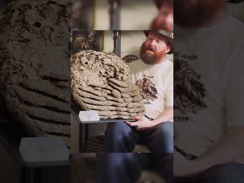 നൂറുകണക്കിന് വേട്ടാവളിയന്റെ കൂടു സൂക്ഷിച്ച ആൾ#wasps nests collection #Terry Prouty