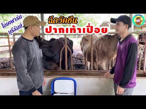 OK FINZ โอเคฟินส์ ฉีดวัคซีนปากเท้าเปื่อยด้วยตนเองพ่อลูกOKFINZOKFARM