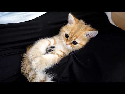 Cute kitten that turns into a baby when it climbs onto its owner's lap...