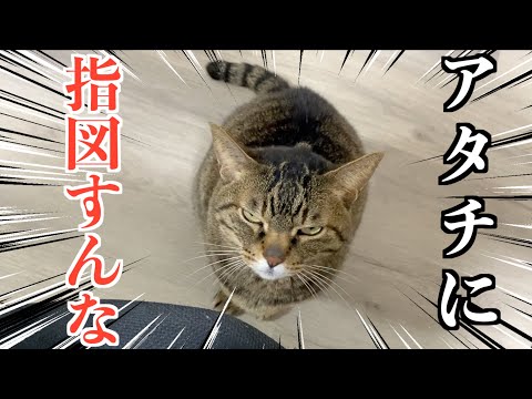 なんだかんだ飼い主のことが大好きなツンデレ猫