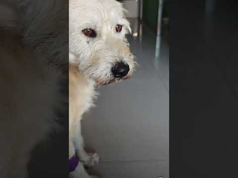 King Charles alpha dog is really struggling to keep it together. everyone in the shelter is worried.