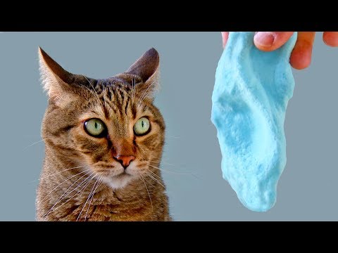 Funny Cat Reacts To Slime - WILL IT LIKE SLIME ??