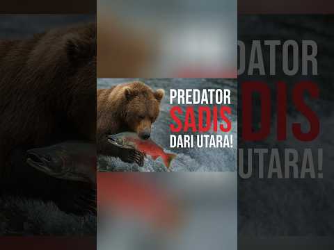“Predator Tersadis di Alam Liar! Beruang Grizzly vs Salmon Alaska. #exploresatwaliar #animals