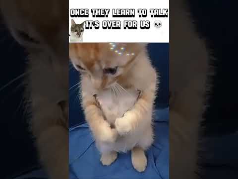 #meme #funny #sehar #cat