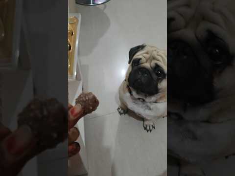 रसगुल्ला देखकर मुंह में .....?🤣🐕🤓