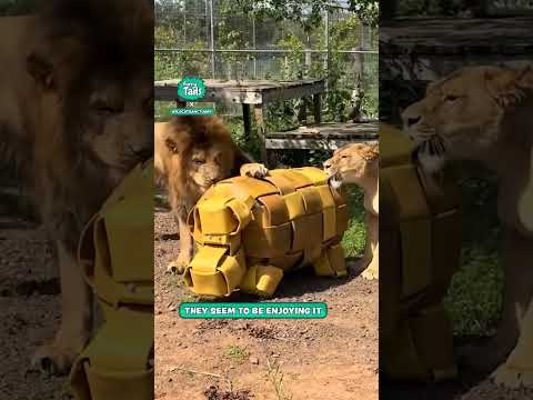 Lions Vs Hippo