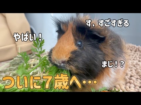 【長寿】ついに７歳になったうちのモルモットがやばすぎる　The guinea pig is now seven years old and eats a lot of food every day.