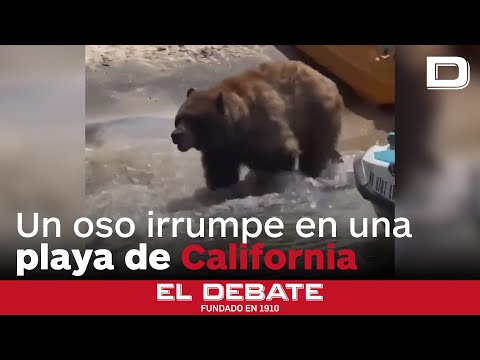 Un oso sorprende a los bañistas en una playa de California