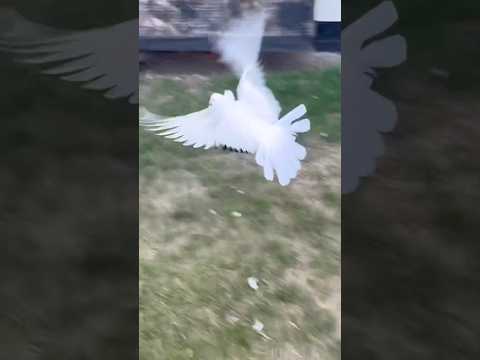 #الحمام_الزاجل #pigeon #birds #kabootar #colonelkkjϟ #تحشيش #pigeonlover #المغرب #funny #طيور