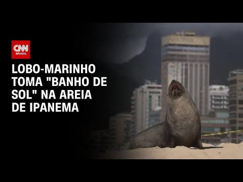 Lobo-marinho toma "banho de sol" na areia de Ipanema | CNN PRIME TIME