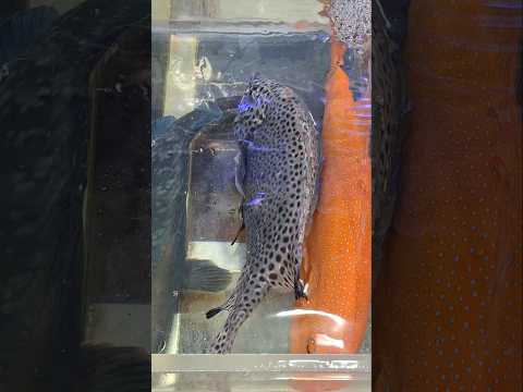 Humpback Grouper/ Benjie Gonzales tv