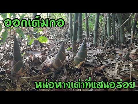 อาวุธพิเศษในการหาหน่อไม้-มีอุป อาวุธพิเศษในการหาหน่อไม้-มีอุป