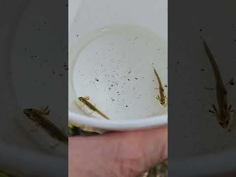 baby newts in outdoor tub ponds! #tubpond #newts # 