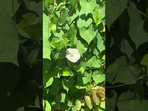 beautiful flowers #flowers #beautiful #trendingshorts #youtubeshorts #shorts