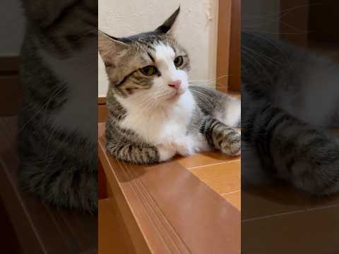 猫と過ごす癒しのひととき：ほのぼの動画紹介 サムネイル