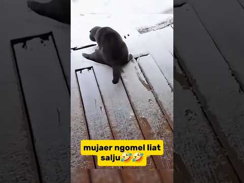 gak suka salju🤣 #cat #funnycats #kucinglucu #shorts