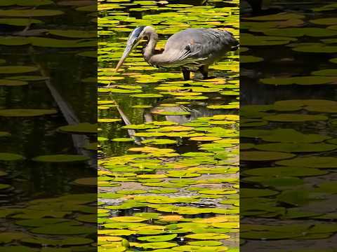 Great Blue Heron #birdwatching #bird #heron
