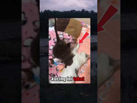 kucing ini takut tikus#kucinglucu #videolucu #shorts